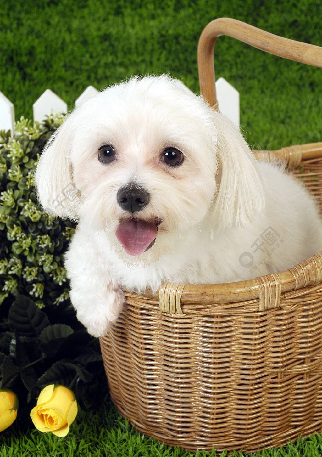 {易七娛樂老虎機}(宠物小狗的名字大全) {易七娛樂老虎機}(宠物小狗的名字大全)