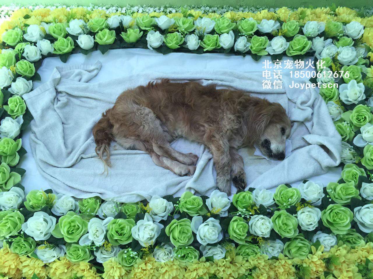 {易七娛樂}(成都宠物火化殡葬公司那家好) {易七娛樂}(成都宠物火化殡葬公司那家好)