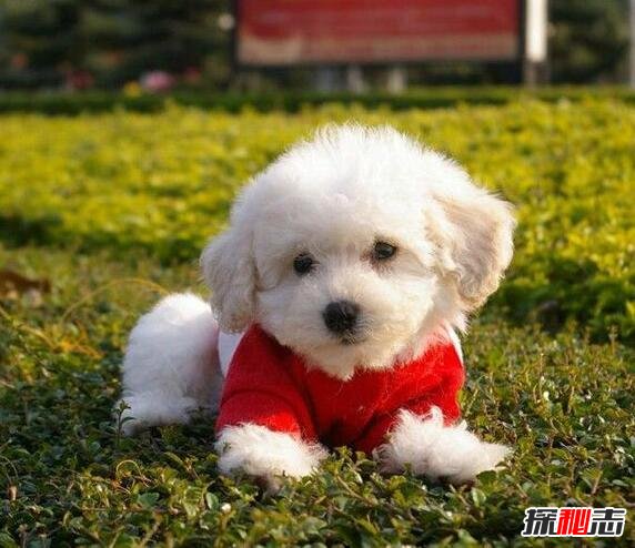 {易七娛樂捕魚機}(狗狗排行榜大全100名) {易七娛樂捕魚機}(狗狗排行榜大全100名)