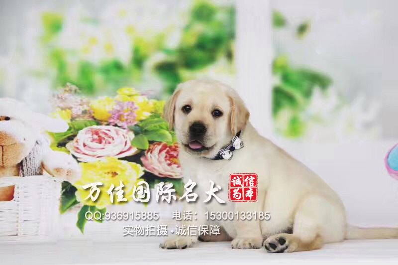 {易七娛樂老虎機}(哪个平台上可以专门卖狗狗呢) {易七娛樂老虎機}(哪个平台上可以专门卖狗狗呢)