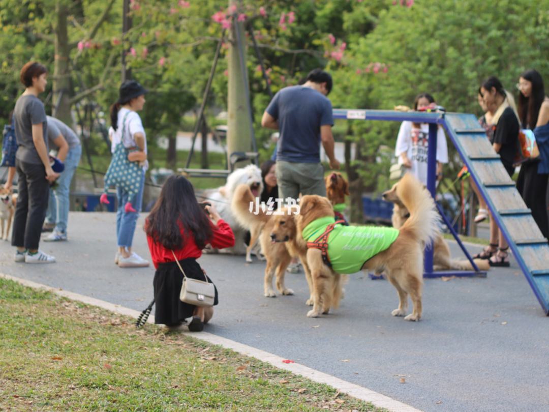 {易七娛樂捕魚機}(深圳哪里有卖宠物的宠物市场) {易七娛樂捕魚機}(深圳哪里有卖宠物的宠物市场)