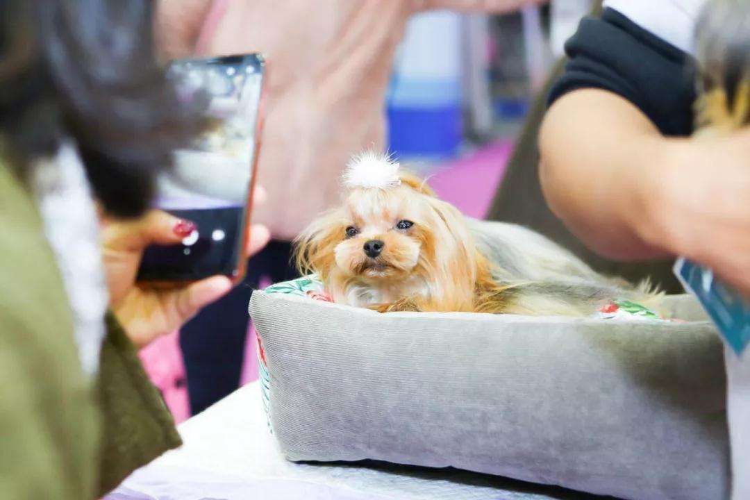 {易七娛樂捕魚機}(深圳哪里有卖宠物的宠物市场) {易七娛樂捕魚機}(深圳哪里有卖宠物的宠物市场)