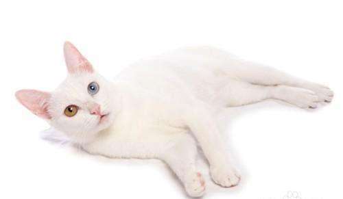 {易七娛樂註冊}(世界上最名贵的猫前十名) {易七娛樂註冊}(世界上最名贵的猫前十名)