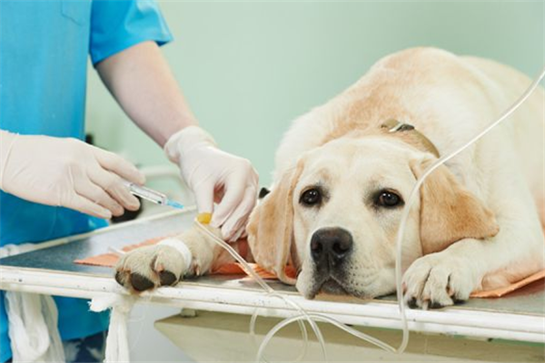 {易七娛樂現金網}(宠物医院一年利润怎么样) {易七娛樂現金網}(宠物医院一年利润怎么样)