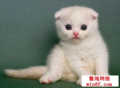 {易七娛樂註冊}(宠物猫种类大全下载) {易七娛樂註冊}(宠物猫种类大全下载)