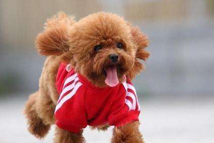 {易七娛樂百家樂}(女生第一次养什么狗好看) {易七娛樂百家樂}(女生第一次养什么狗好看)