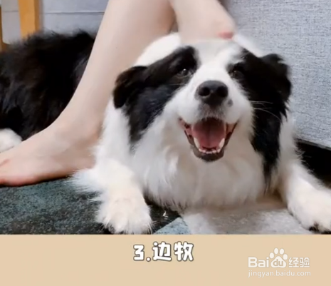 {易七娛樂百家樂}(女生第一次养什么狗好看) {易七娛樂百家樂}(女生第一次养什么狗好看)