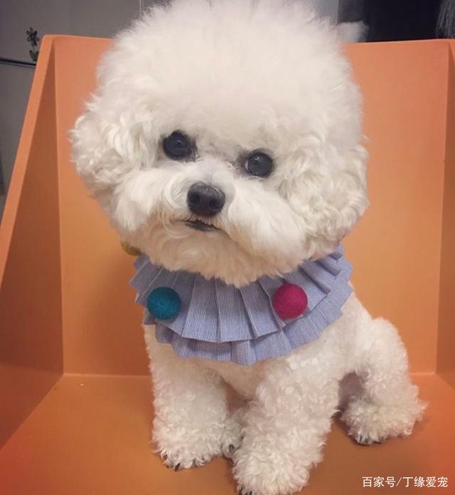 {易七娛樂百家樂}(适合室内养的100种动物) {易七娛樂百家樂}(适合室内养的100种动物)