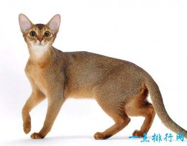 {易七娛樂老虎機}(十大宠物猫的品种及价格排名) {易七娛樂老虎機}(十大宠物猫的品种及价格排名)