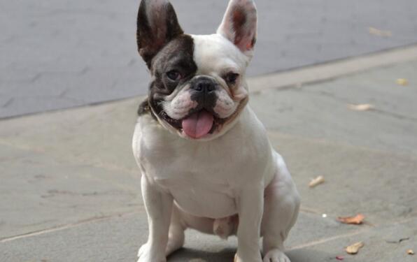 {易七娛樂老虎機}(宠物狗价格一览表图片) {易七娛樂老虎機}(宠物狗价格一览表图片)