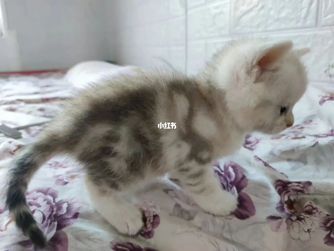 {易七娛樂註冊}(58同城宠物猫出售) {易七娛樂註冊}(58同城宠物猫出售)