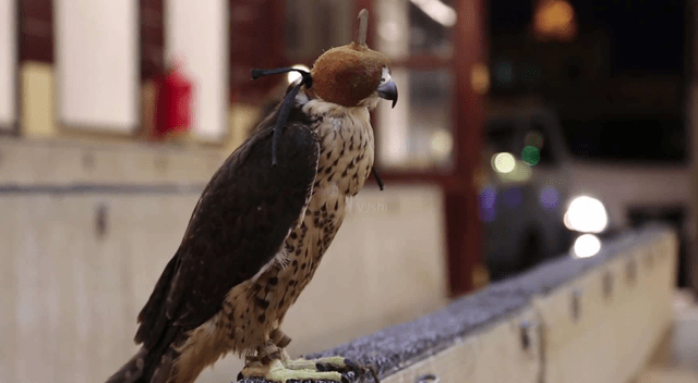 {易七娛樂捕魚機}(哪里可以买到宠物鹰犬) {易七娛樂捕魚機}(哪里可以买到宠物鹰犬)