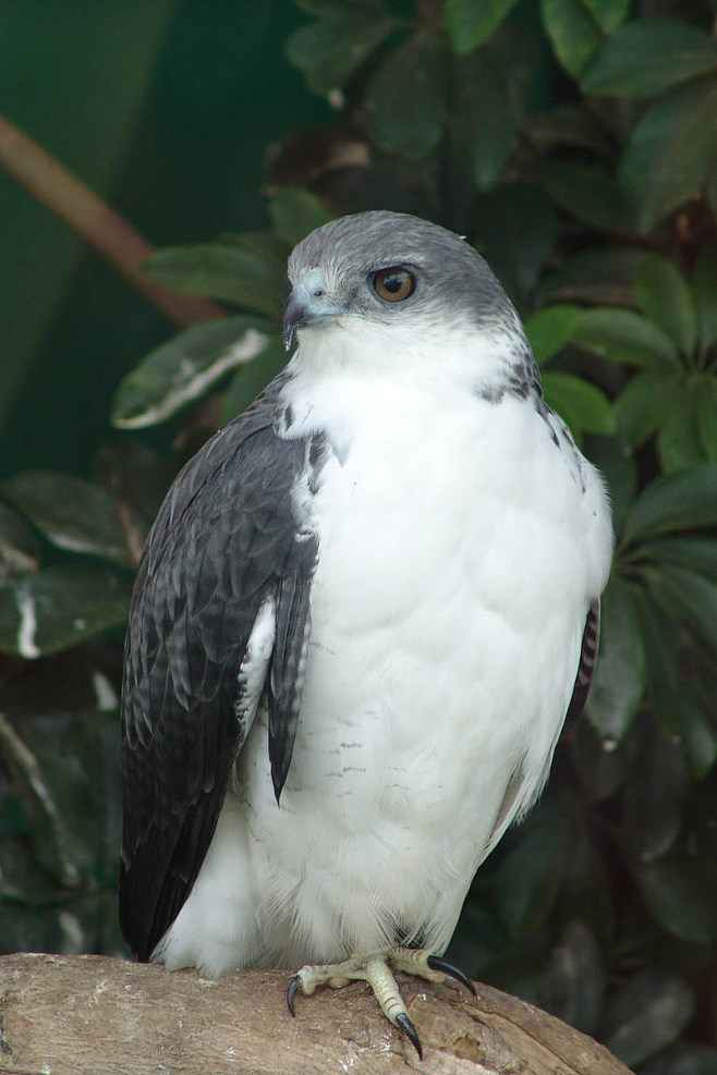 {易七娛樂捕魚機}(哪里可以买到宠物鹰犬) {易七娛樂捕魚機}(哪里可以买到宠物鹰犬)