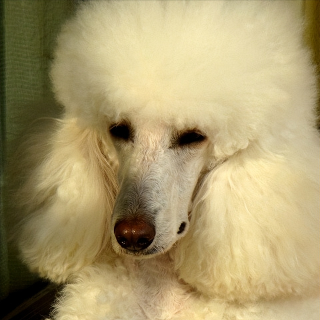 {易七娛樂百家樂}(好养不费钱的宠物有哪些) {易七娛樂百家樂}(好养不费钱的宠物有哪些)