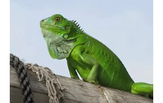 {易七娛樂現金網}(好养的冷门宠物有哪些) {易七娛樂現金網}(好养的冷门宠物有哪些)