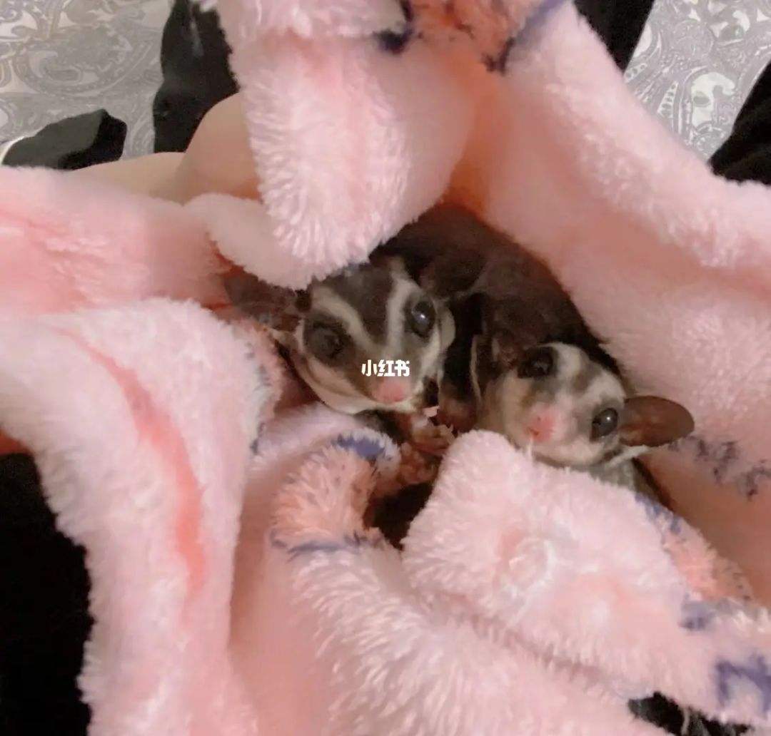 {易七娛樂現金網}(好养的冷门宠物有哪些) {易七娛樂現金網}(好养的冷门宠物有哪些)