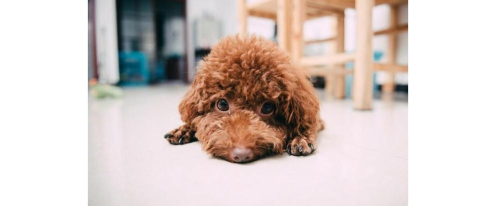 {易七娛樂體育}(养什么宠物省心可爱) {易七娛樂體育}(养什么宠物省心可爱)