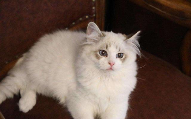 {易七娛樂百家樂}(附近宠物猫回收通辽) {易七娛樂百家樂}(附近宠物猫回收通辽)