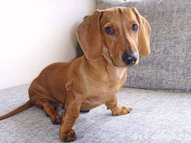 {易七娛樂百家樂}(小学生养什么宠物好一点) {易七娛樂百家樂}(小学生养什么宠物好一点)