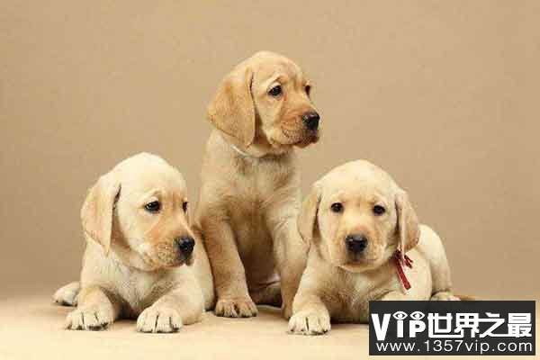 {易七娛樂老虎機}(十大智商最高的狗排名金毛) {易七娛樂老虎機}(十大智商最高的狗排名金毛)