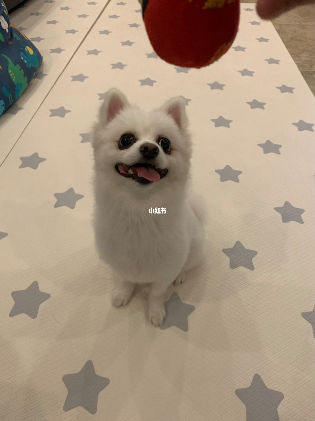 {易七娛樂百家樂}(有没有专门卖宠物的平台啊) {易七娛樂百家樂}(有没有专门卖宠物的平台啊)