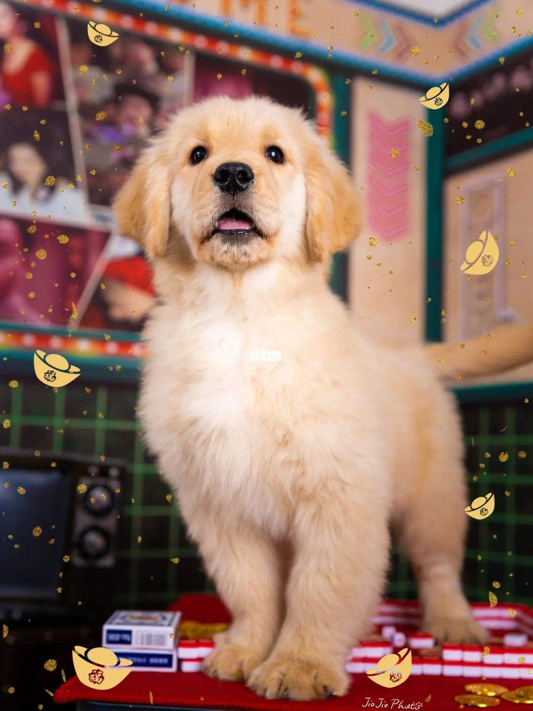 {易七娛樂百家樂}(有没有专门卖宠物的平台啊) {易七娛樂百家樂}(有没有专门卖宠物的平台啊)