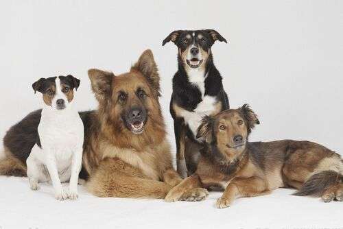 {易七娛樂註冊}(宠物狗名字) {易七娛樂註冊}(宠物狗名字)