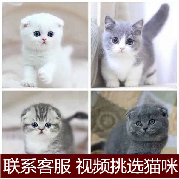 {易七娛樂老虎機}(宠物猫网店推荐) {易七娛樂老虎機}(宠物猫网店推荐)