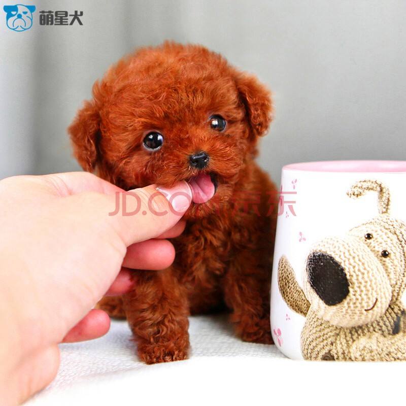 {易七娛樂}(茶杯犬图片恶心死人 可爱) {易七娛樂}(茶杯犬图片恶心死人 可爱)