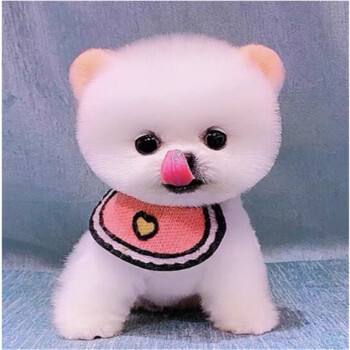 {易七娛樂}(茶杯犬图片恶心死人 可爱) {易七娛樂}(茶杯犬图片恶心死人 可爱)