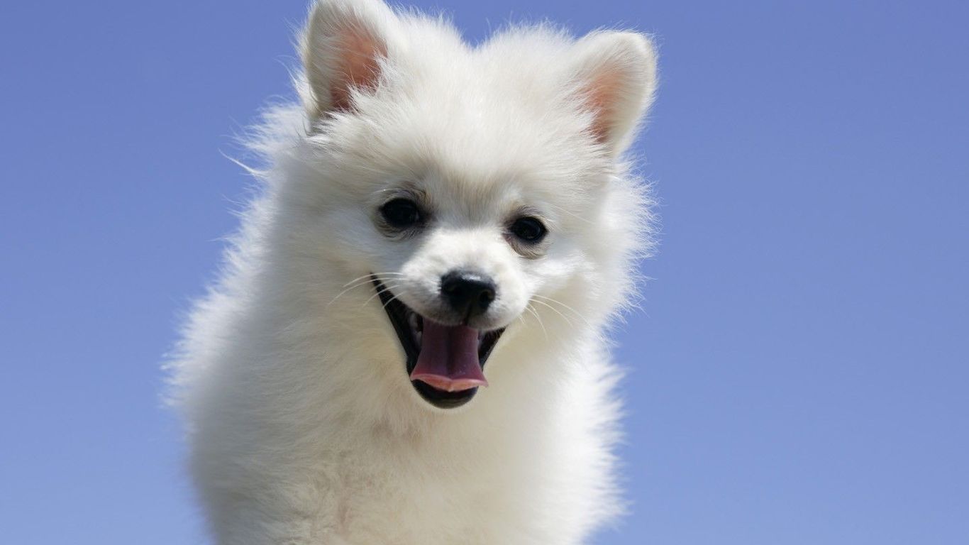 {易七娛樂現金網}(有没有宠物论坛的网站推荐) {易七娛樂現金網}(有没有宠物论坛的网站推荐)