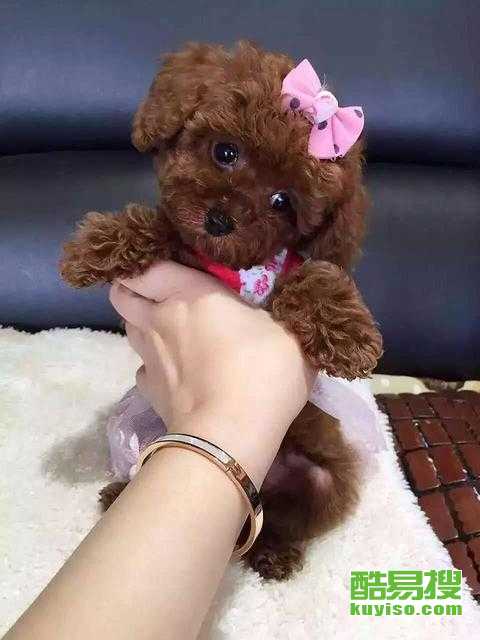 {易七娛樂捕魚機}(附近宠物狗市场余姚) {易七娛樂捕魚機}(附近宠物狗市场余姚)