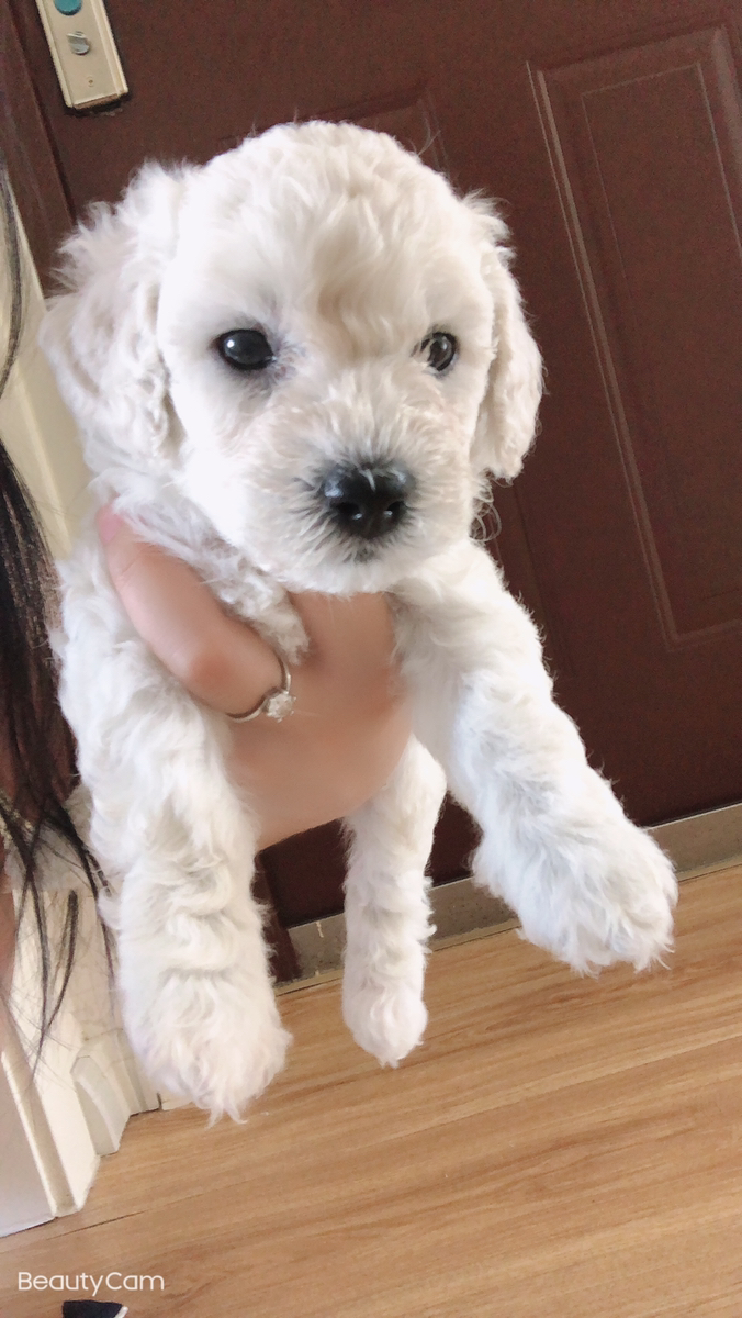 {易七娛樂老虎機}(二手宠物用品交易平台) {易七娛樂老虎機}(二手宠物用品交易平台)