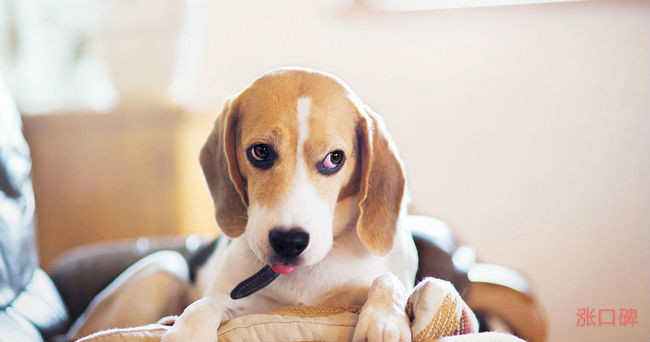 {易七娛樂現金網}(十大便宜好养的宠物狗排名) {易七娛樂現金網}(十大便宜好养的宠物狗排名)