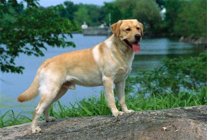 {易七娛樂現金網}(十大便宜好养的宠物狗排名) {易七娛樂現金網}(十大便宜好养的宠物狗排名)