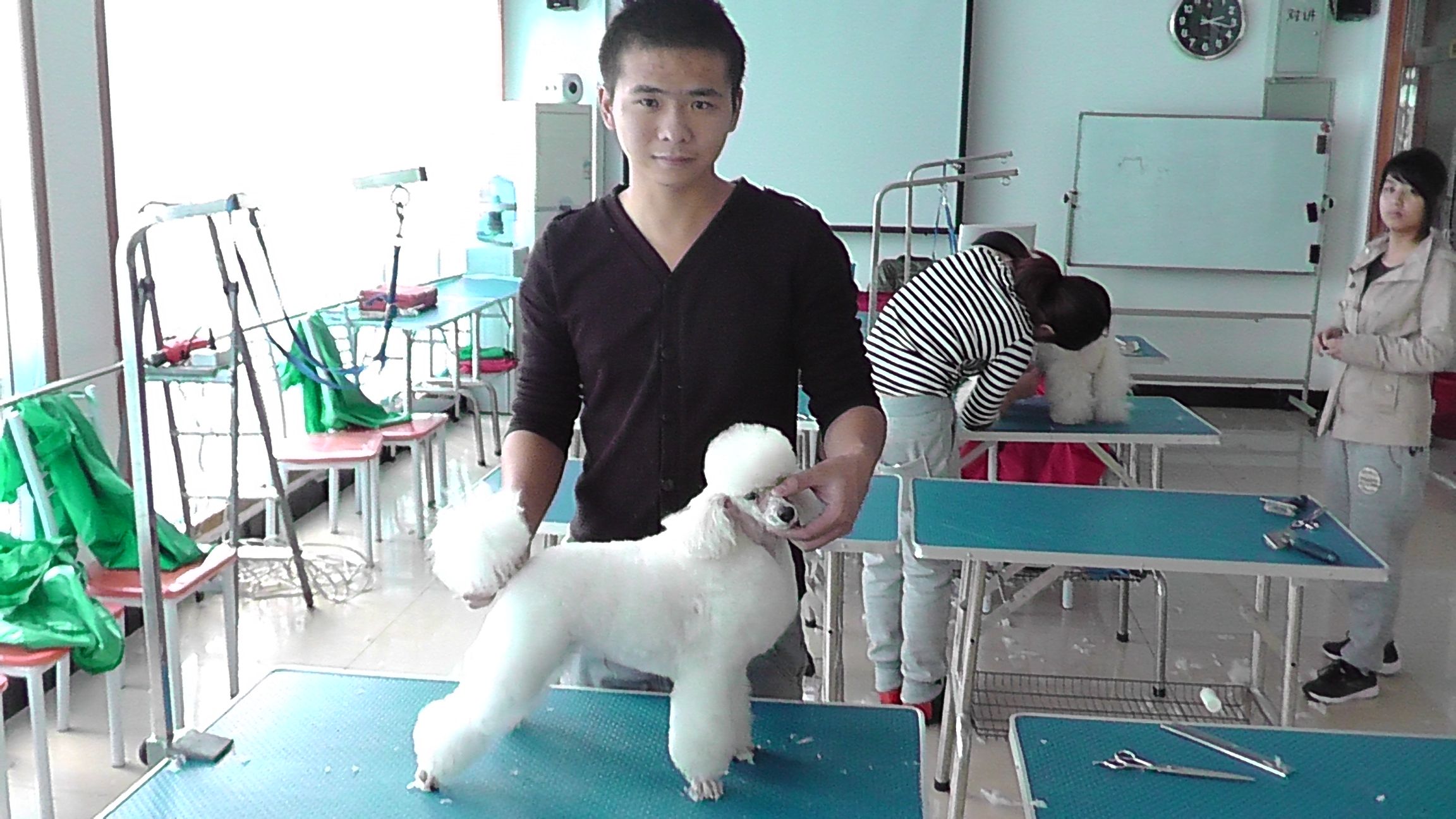 {易七娛樂百家樂}(宠物美容师有前景吗) {易七娛樂百家樂}(宠物美容师有前景吗)