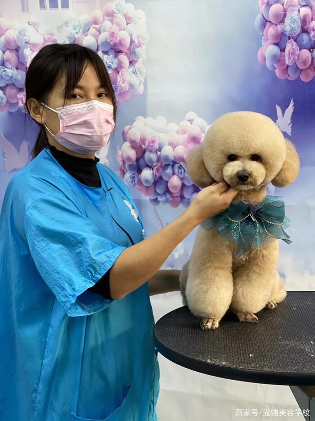 {易七娛樂百家樂}(宠物美容师有前景吗) {易七娛樂百家樂}(宠物美容师有前景吗)