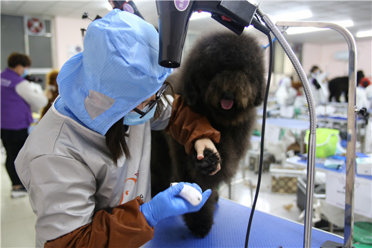 {易七娛樂}(在宠物店美容师助理有多少钱一个月) {易七娛樂}(在宠物店美容师助理有多少钱一个月)