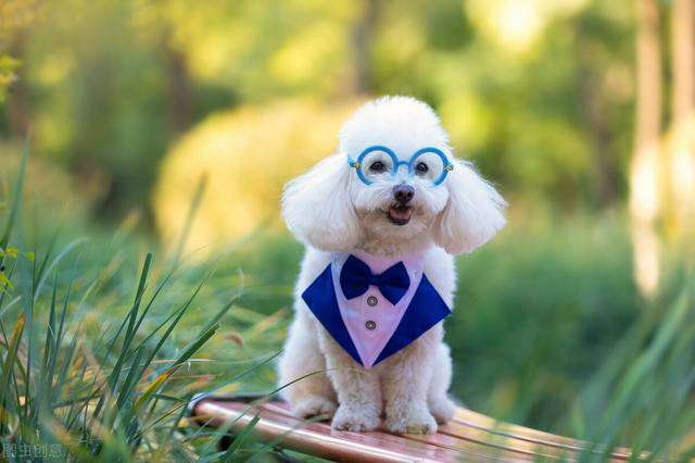 {易七娛樂老虎機}(宠物狗品种小型犬大全及图片及价格) {易七娛樂老虎機}(宠物狗品种小型犬大全及图片及价格)