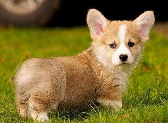 {易七娛樂老虎機}(宠物狗品种小型犬大全及图片及价格) {易七娛樂老虎機}(宠物狗品种小型犬大全及图片及价格)