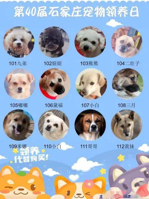 {易七娛樂捕魚機}(宠物领养是什么意思送给我了吗) {易七娛樂捕魚機}(宠物领养是什么意思送给我了吗)