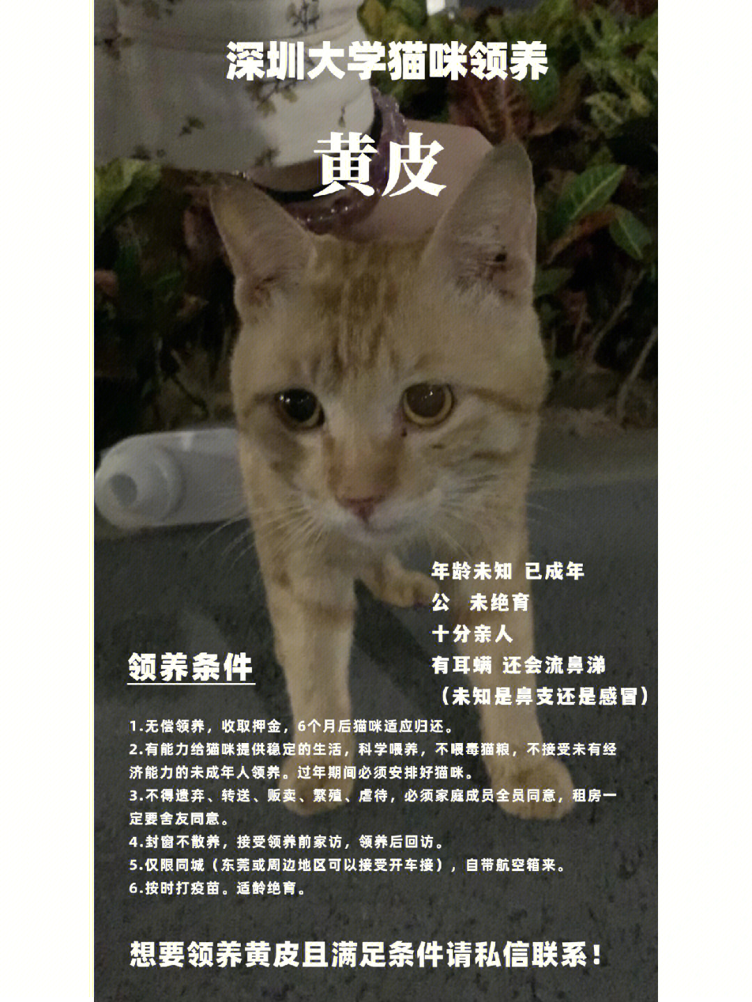 {易七娛樂捕魚機}(宠物领养是什么意思送给我了吗) {易七娛樂捕魚機}(宠物领养是什么意思送给我了吗)