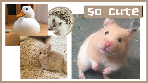 {易七娛樂百家樂}(学生宠物养什么好一点) {易七娛樂百家樂}(学生宠物养什么好一点)