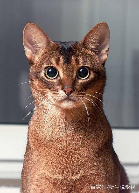 {易七娛樂}(猫咪品种大全图解) {易七娛樂}(猫咪品种大全图解)