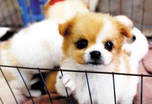 {易七娛樂註冊}(广州卫生处理中心 宠物) {易七娛樂註冊}(广州卫生处理中心 宠物)