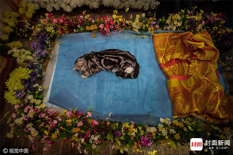 {易七娛樂現金網}(宠物殡葬行业一年赚多少钱) {易七娛樂現金網}(宠物殡葬行业一年赚多少钱)