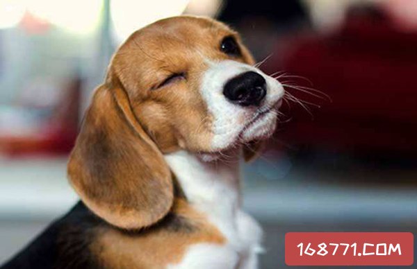 {易七娛樂}(狗狗智商排名前100名 前十名) {易七娛樂}(狗狗智商排名前100名 前十名)