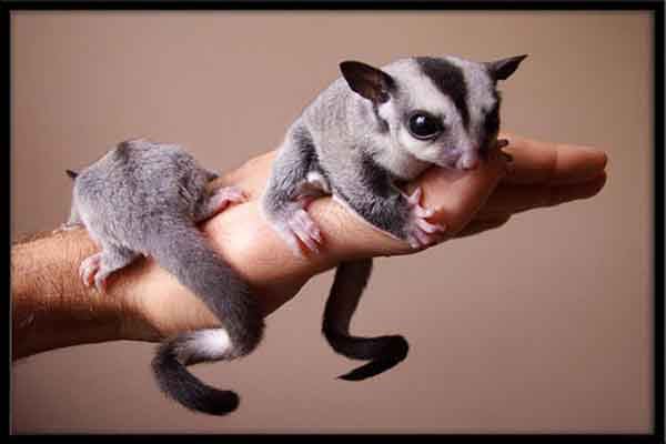 {易七娛樂體育}(中国宠物公司排行榜) {易七娛樂體育}(中国宠物公司排行榜)