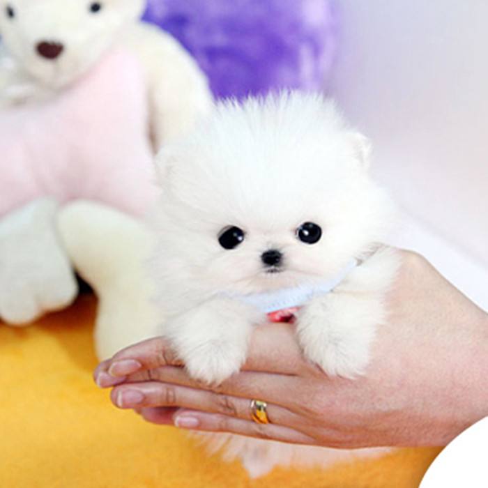 {易七娛樂百家樂}(哪个平台可以出售狗狗宠物) {易七娛樂百家樂}(哪个平台可以出售狗狗宠物)