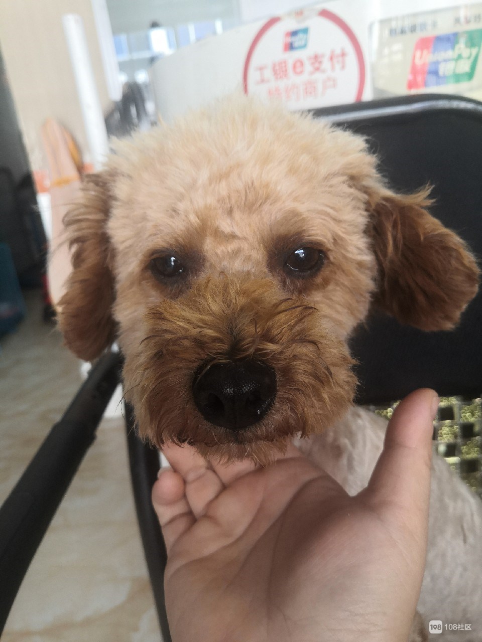 {易七娛樂捕魚機}(转卖宠物平台有哪些) {易七娛樂捕魚機}(转卖宠物平台有哪些)